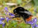 Bombus lapidarius.jpg